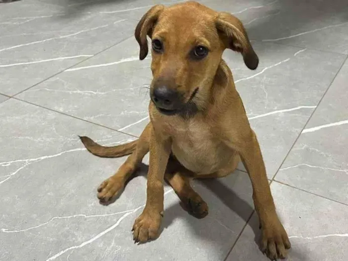 Cachorro ra a SRD-ViraLata idade 2 a 6 meses nome Lua