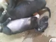 Filhos da hadassa