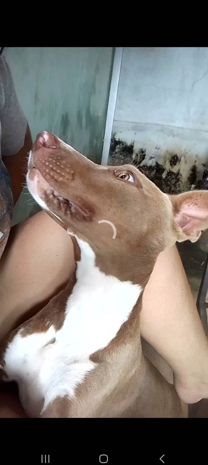 Cachorro ra a Pit-Bull com vira-lata idade Abaixo de 2 meses nome Filhos da hadassa