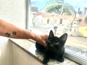 Gato raça SRD-ViraLata idade 2 a 6 meses nome Kiwi bb2meses Linda 