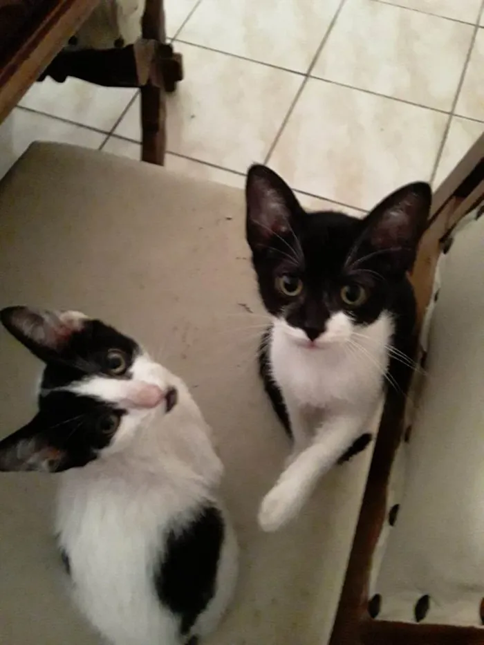 Cachorro ra a SRD-ViraLata idade 2 a 6 meses nome Lua