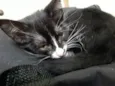 Lua