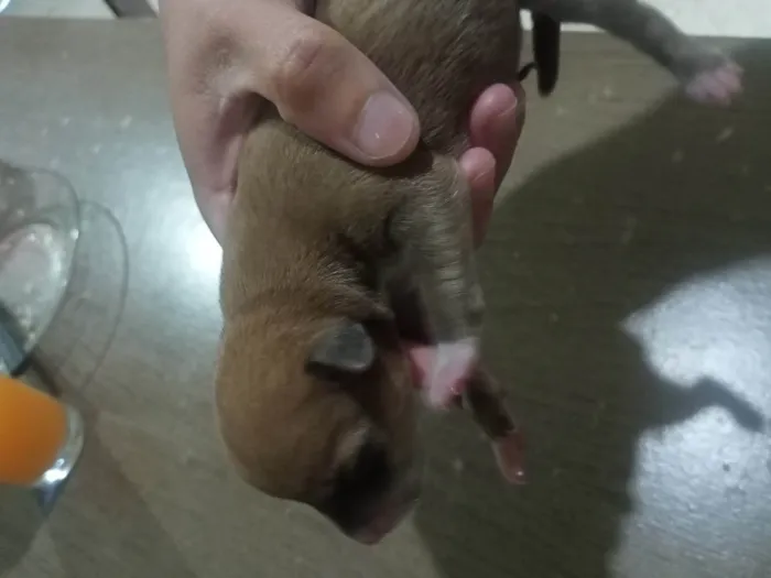 Cachorro ra a Viralatas  idade Abaixo de 2 meses nome Doguinhos