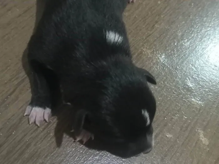 Cachorro ra a Viralatas  idade Abaixo de 2 meses nome Doguinhos