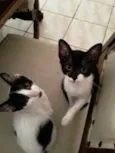 2 machos e 2 fêmeas filhotes