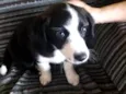 Jully