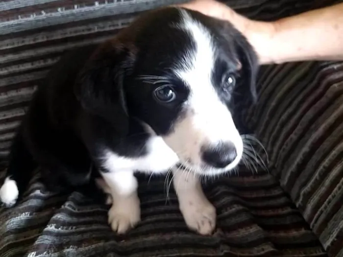 Cachorro ra a ViraLata idade 2 a 6 meses nome Jully