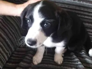 Cachorro raça ViraLata idade 2 a 6 meses nome Jully