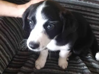 Cachorro raça ViraLata idade 2 a 6 meses nome Jully