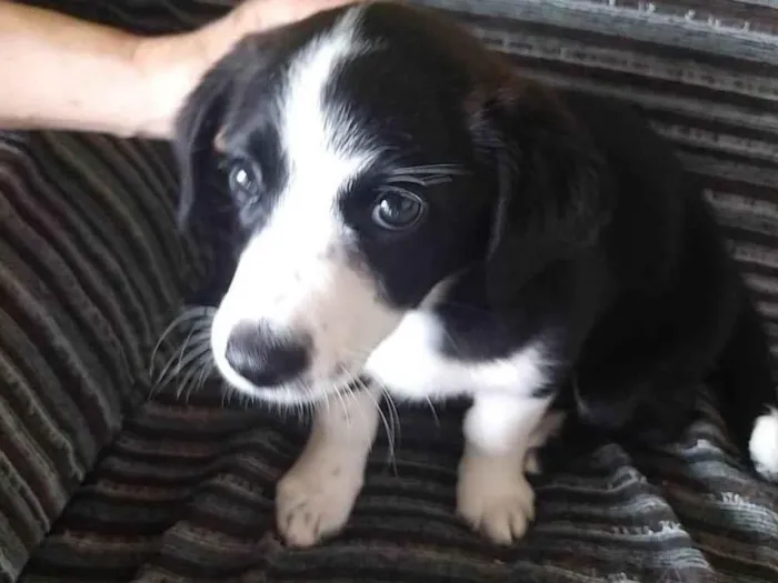 Cachorro ra a ViraLata idade 2 a 6 meses nome Jully