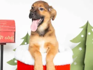 Cachorro raça SRD-ViraLata idade 2 a 6 meses nome Tufão 