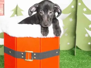 Cachorro raça SRD-ViraLata idade  nome Leleco 