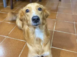 Cachorro raça vira lata idade 2 anos nome Pandora 