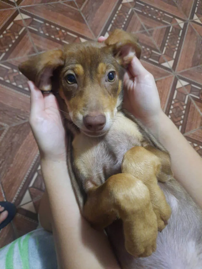 Cachorro ra a vira lata idade 7 a 11 meses nome Amora