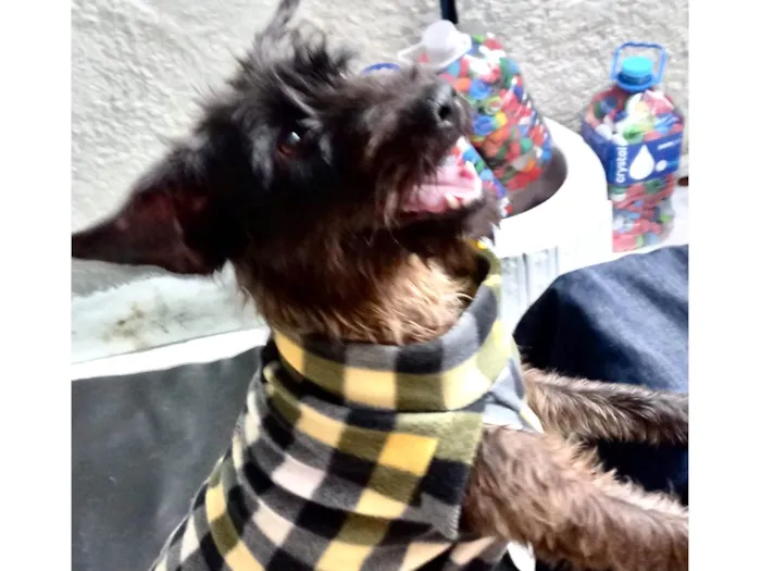 Cachorro ra a SRD-ViraLata idade 1 ano nome Hannah porteP 1aninho 