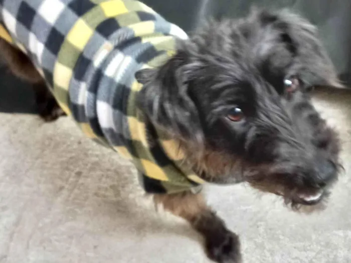 Cachorro ra a SRD-ViraLata idade 1 ano nome Hannah porteP 1aninho 