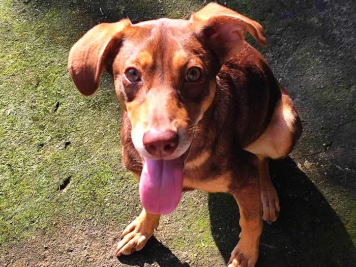 Cachorro ra a vira lata idade 7 a 11 meses nome Amora