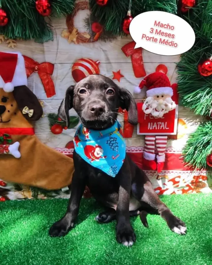 Cachorro ra a SRD-ViraLata idade 2 a 6 meses nome Me adota 1?