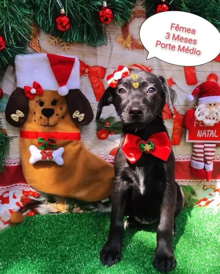 Cachorro ra a SRD-ViraLata idade 2 a 6 meses nome Me adota?  2
