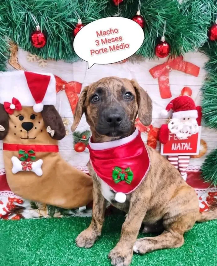 Cachorro ra a SRD-ViraLata idade 2 a 6 meses nome Me adota? 3