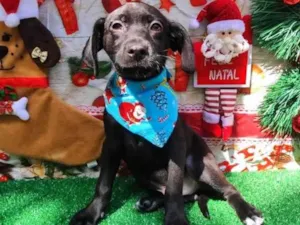 Cachorro raça SRD-ViraLata idade 2 a 6 meses nome Me adota 1?