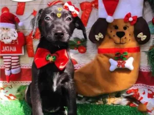 Cachorro raça SRD-ViraLata idade 2 a 6 meses nome Me adota?  2
