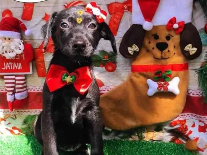 Cachorro ra a SRD-ViraLata idade 2 a 6 meses nome Me adota?  2