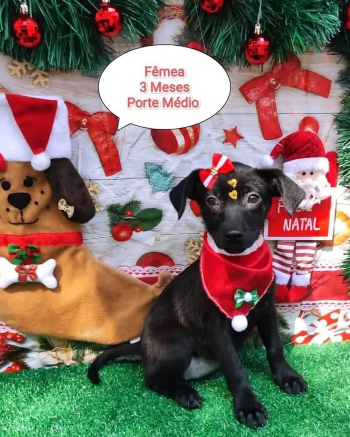 Cachorro ra a SRD-ViraLata idade 2 a 6 meses nome Me adota?  4