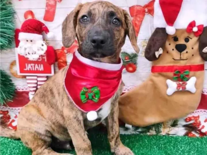 Cachorro ra a SRD-ViraLata idade 2 a 6 meses nome Me adota? 3