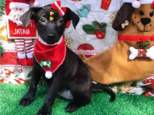 Cachorro raça SRD-ViraLata idade 2 a 6 meses nome Me adota?  4
