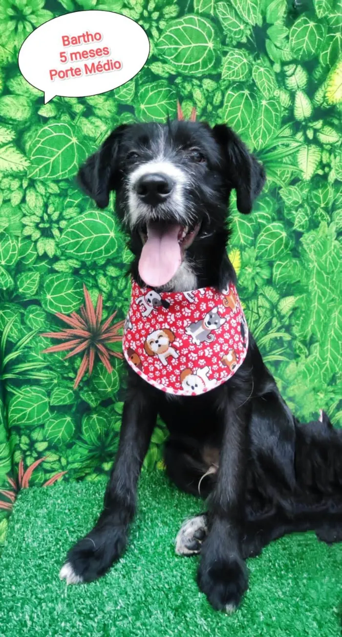 Cachorro ra a SRD-ViraLata idade 2 a 6 meses nome Me adota?  7