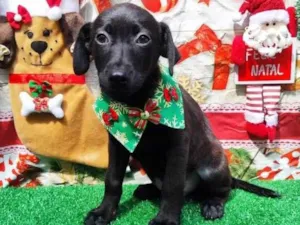 Cachorro raça SRD-ViraLata idade 2 a 6 meses nome Me adota? 5