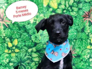 Cachorro raça SRD-ViraLata idade 2 a 6 meses nome Me adota?  6