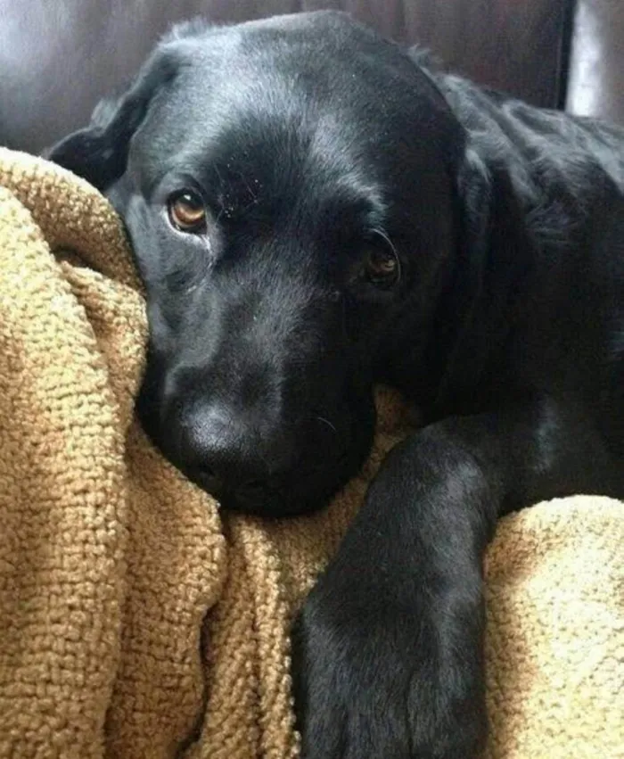 Cachorro ra a Mistura vira lata com labrador  idade 2 anos nome Zeus