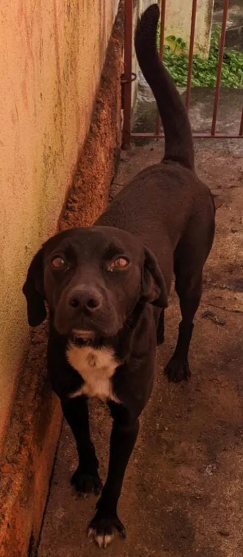 Cachorro ra a Mistura vira lata com labrador  idade 2 anos nome Zeus