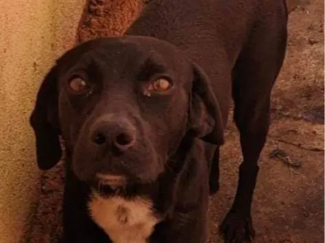 Cachorro ra a Mistura vira lata com labrador  idade 2 anos nome Zeus