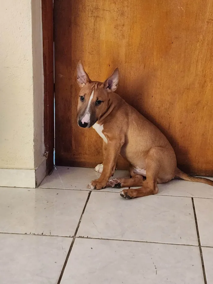 Cachorro ra a Bull terrier  idade 2 a 6 meses nome Zeus