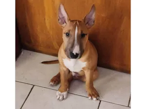 Cachorro raça Bull terrier  idade 2 a 6 meses nome Zeus
