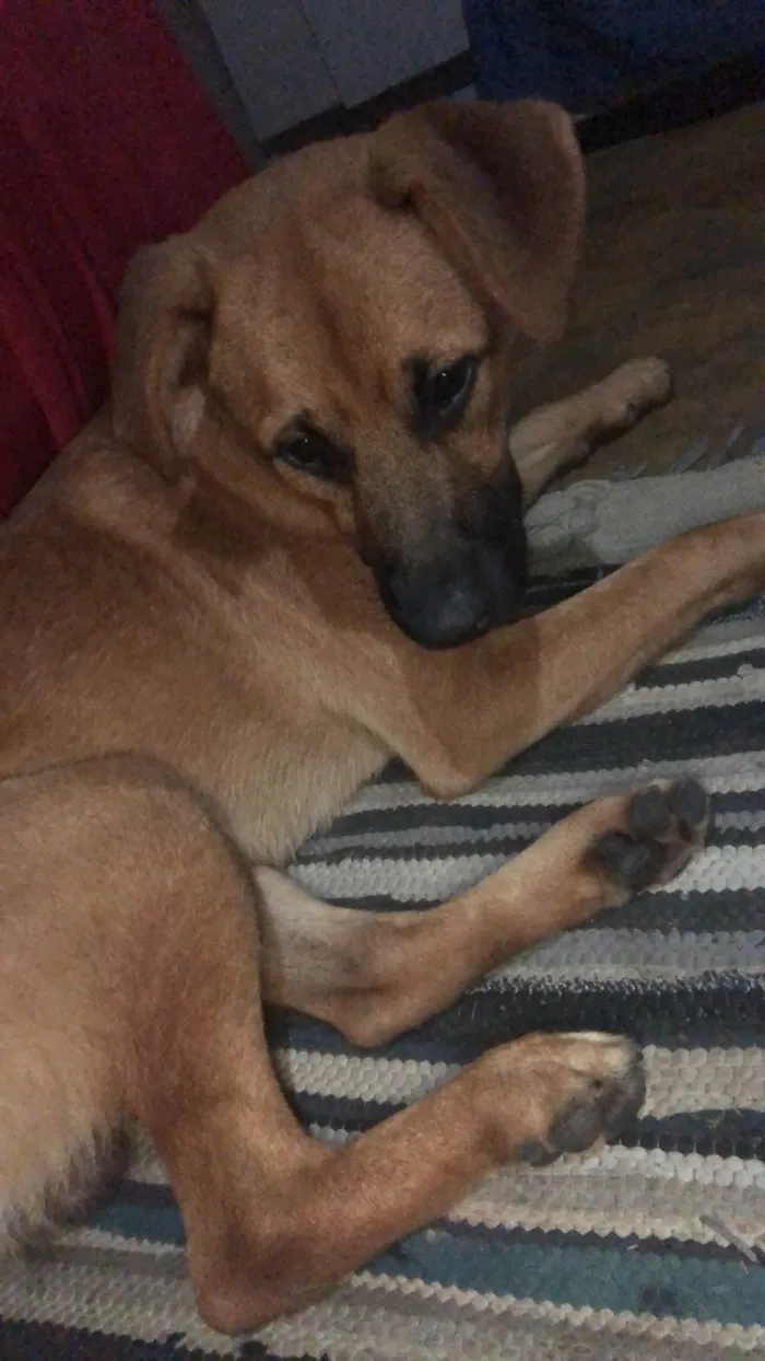 Cachorro ra a SRD-ViraLata idade 7 a 11 meses nome Billy