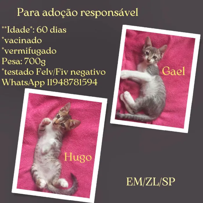 Gato ra a SRD-ViraLata idade 2 a 6 meses nome Hugo e Gael