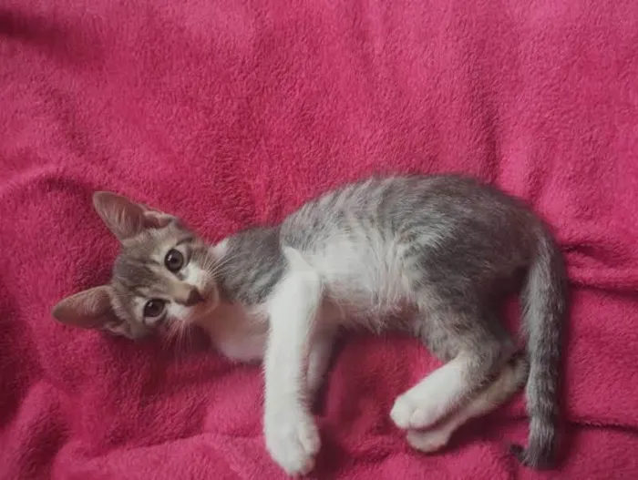 Gato ra a SRD-ViraLata idade 2 a 6 meses nome Hugo e Gael