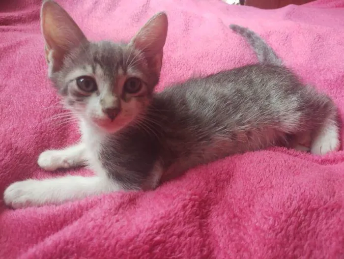 Gato ra a SRD-ViraLata idade 2 a 6 meses nome Hugo e Gael