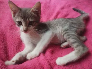 Gato raça SRD-ViraLata idade 2 a 6 meses nome Hugo e Gael