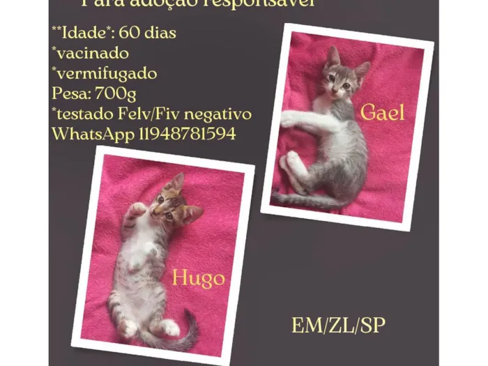 Gato ra a SRD-ViraLata idade 2 a 6 meses nome Hugo e Gael