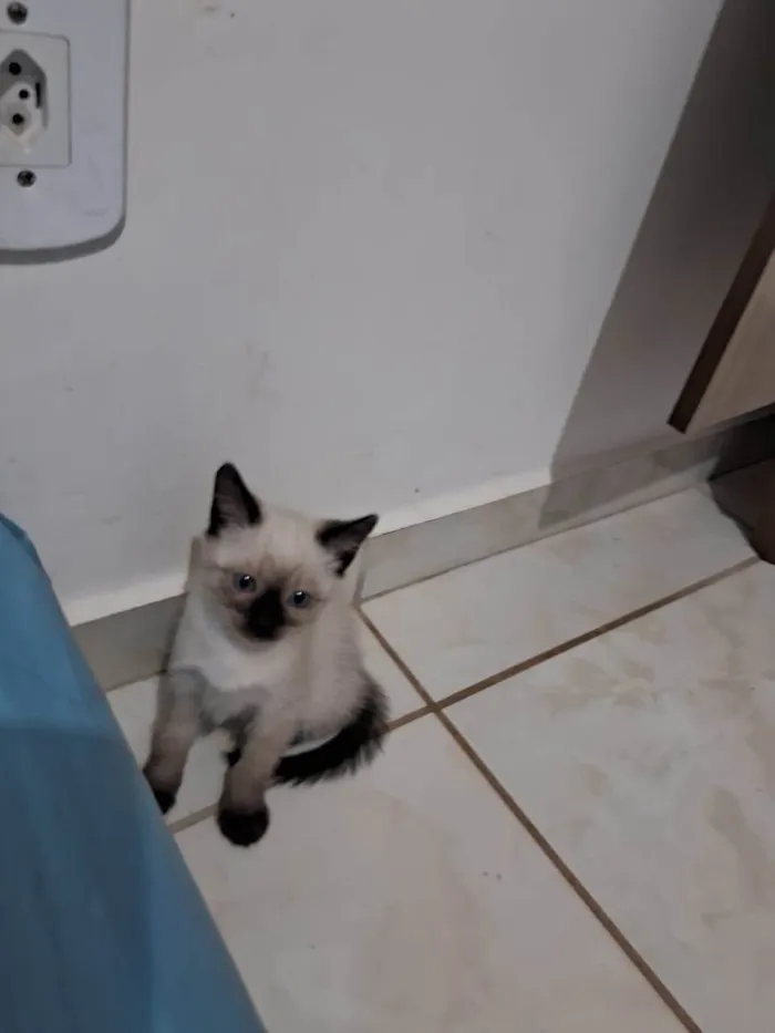 Gato ra a SRD-ViraLata idade 2 a 6 meses nome Fabinho