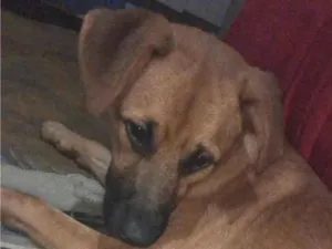 Cachorro raça SRD-ViraLata idade 7 a 11 meses nome Billy