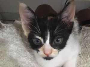 Gato raça SRD-ViraLata idade Abaixo de 2 meses nome Mimi