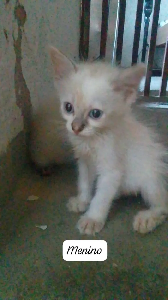 Gato ra a Srd idade Abaixo de 2 meses nome ...........