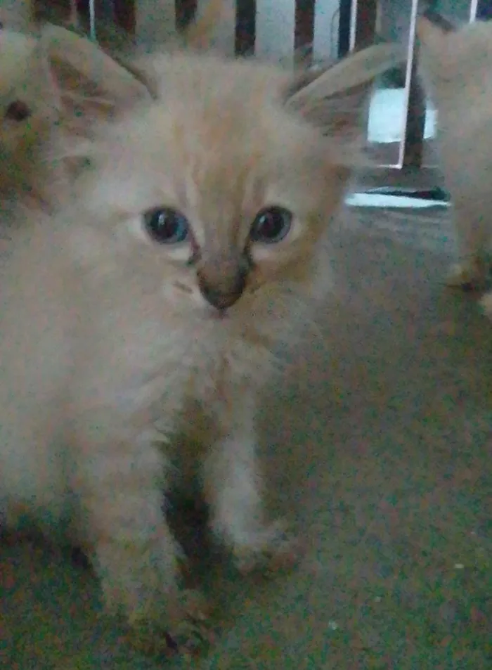 Gato ra a Srd idade Abaixo de 2 meses nome ...........