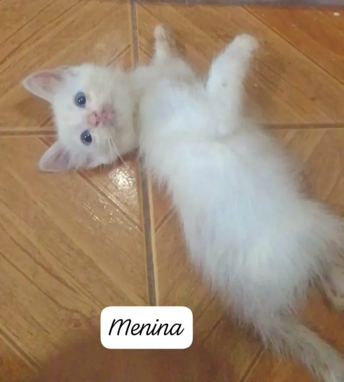 Gato ra a Srd idade 2 a 6 meses nome ....